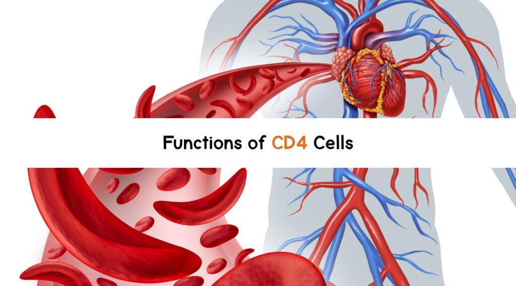 Functions of CD4 Cells
